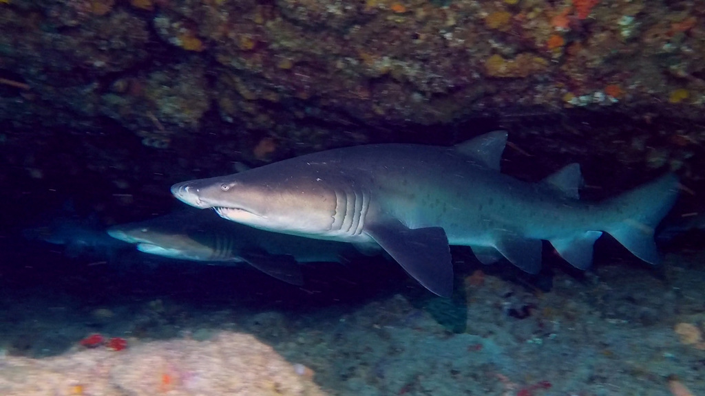 Two spotted ragged-tooth sharks resting under a rocky overhang at Aliwal Shoal, South Africa