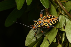 Pachylis laticornis