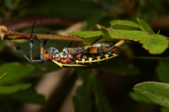 Pachylis laticornis