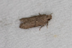 Hypatima