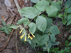 Bouvardia gracilipes