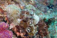 Scorpaenopsis