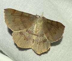 Rhinodia rostraria