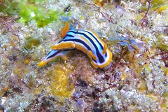 Chromodoris celinae