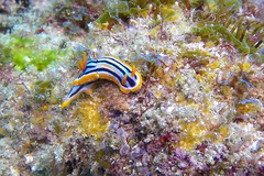 Chromodoris celinae