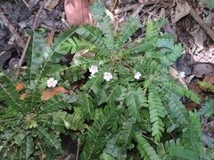 Biophytum dendroides