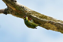 Psilopogon haemacephalus