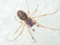Pachygnatha clercki