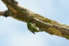 Psilopogon haemacephalus