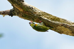 Psilopogon haemacephalus