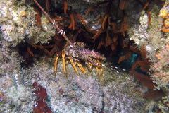 Panulirus homarus