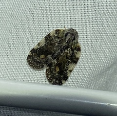 Aprivesa