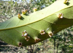 Litsea oleoides