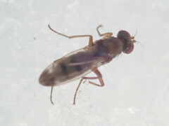 Geomyza tripunctata
