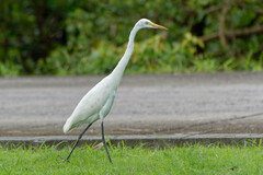 Ardea intermedia