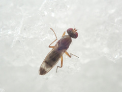 Geomyza tripunctata