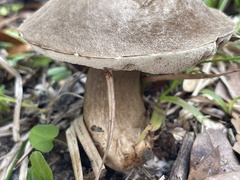 Porphyrellus
