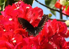 Papilio menatius morelius