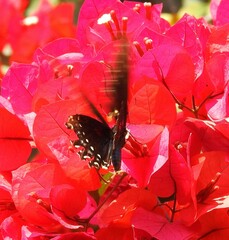 Papilio menatius morelius