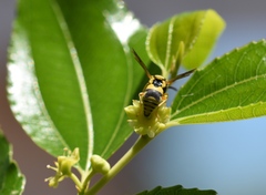 Euodynerus variegatus