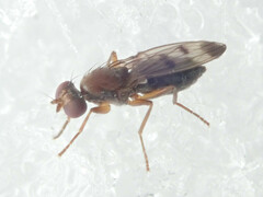 Geomyza tripunctata