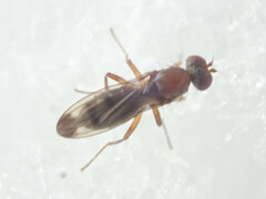Geomyza tripunctata