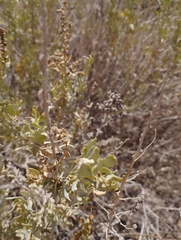 Atriplex