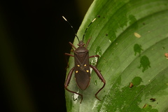 Leptoscelis quadrisignatus image