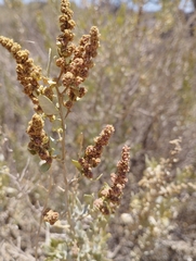 Atriplex