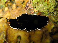 Pseudobiceros hancockanus