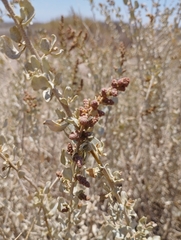 Atriplex