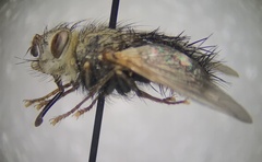 Epalpus