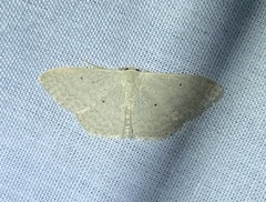 Scopula optivata