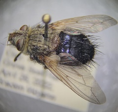 Epalpus