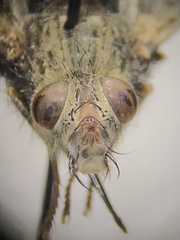 Epalpus