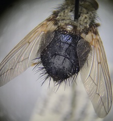Epalpus