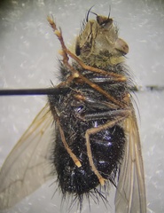 Epalpus