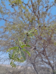 Prosopis tamarugo