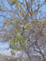 Prosopis tamarugo