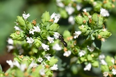 Ceratina