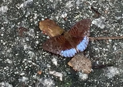 Tanaecia clathrata