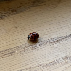 Harmonia axyridis