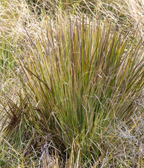 Andropogon bicornis