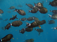 Acanthurus gahhm