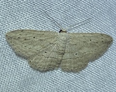 Scopula desita