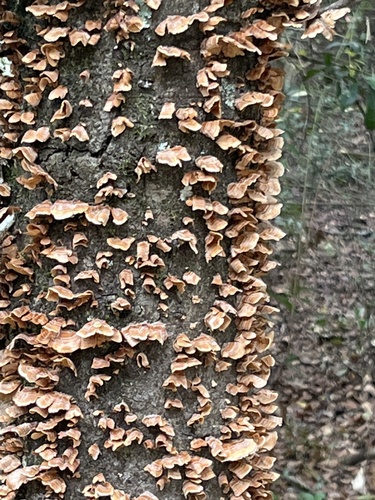 Stereaceae image