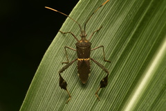 Leptoglossus zonatus
