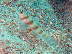 Amblyeleotris steinitzi