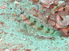 Amblyeleotris triguttata