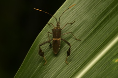 Leptoglossus zonatus